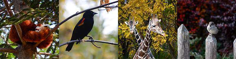 four animal photos: red panda, bird, giraffes, bird