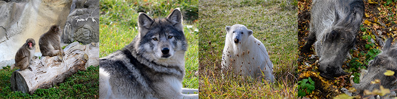 four animal photos: monkeys, wolf, polar bear, warthogs