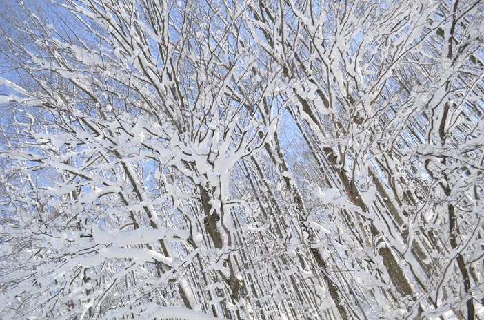 snow covered trees