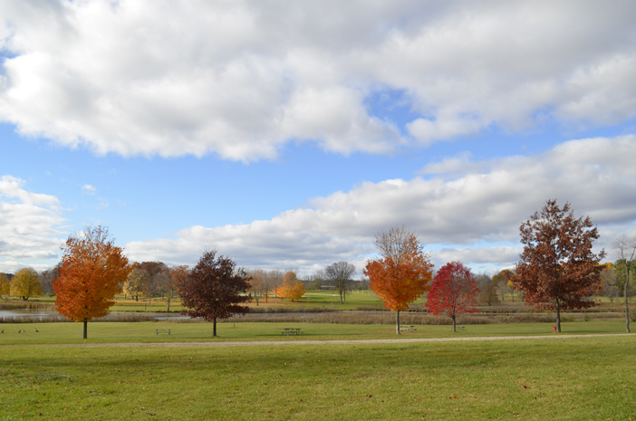 trees with colorful leaves, landscape